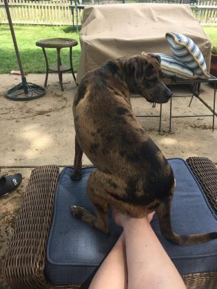 Photos via the rescue/foster family